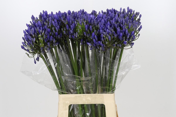 <h4>Agapanthus EYFORI Blue</h4>