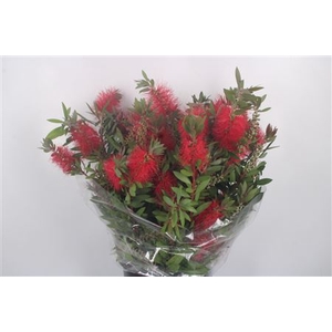 Callistemon Per Bunch