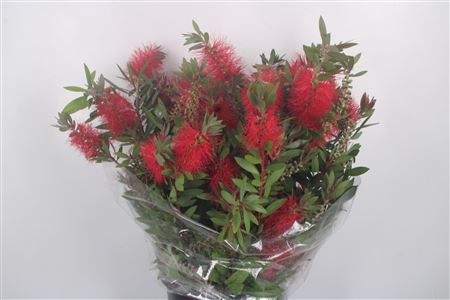 <h4>Callistemon Per Bunch</h4>