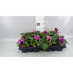 Viola wr. 'Delta Rose Surprise'