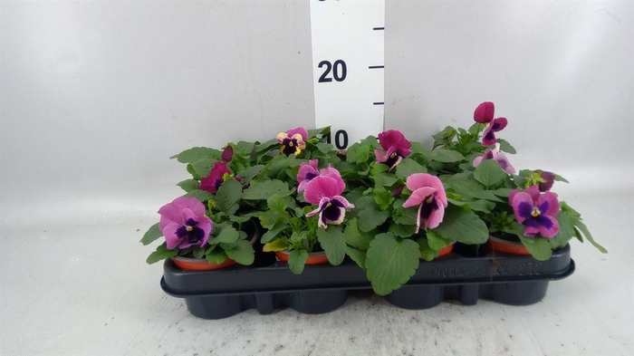 <h4>Viola wr. 'Delta Rose Surprise'</h4>