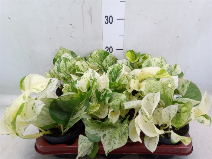 <h4>Epipremnum pinn. 'Happy Leaf'</h4>
