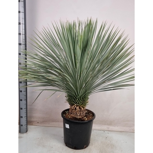 YUC ROSTRATA