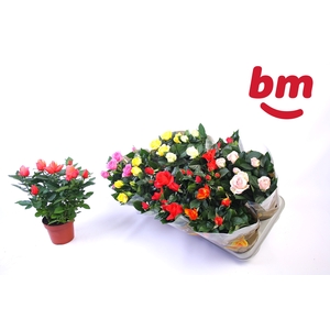 RO B MONDE GEM