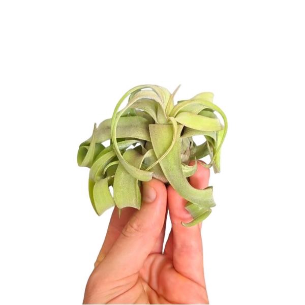 <h4>Tillandsia Streptophylla medium</h4>
