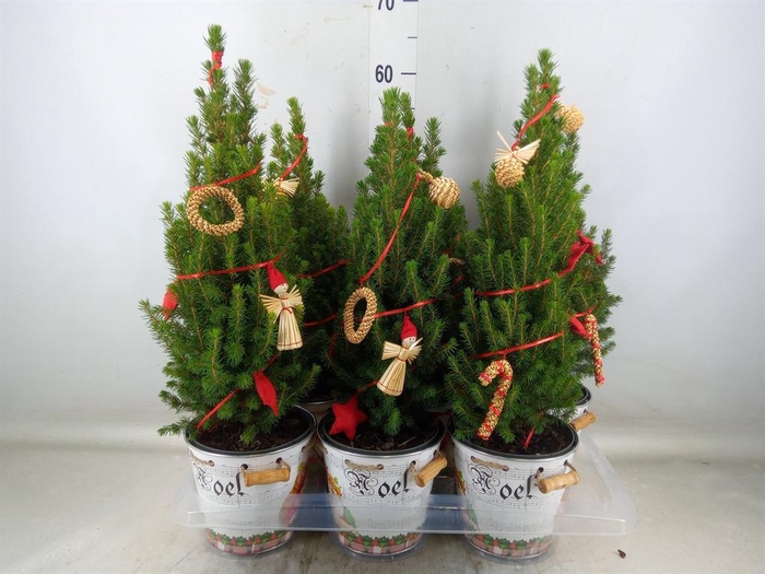 <h4>Kerstboom   ...versierd</h4>