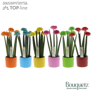 Sansevieria TOP-line Bouquetz Mix in Dots keramiek