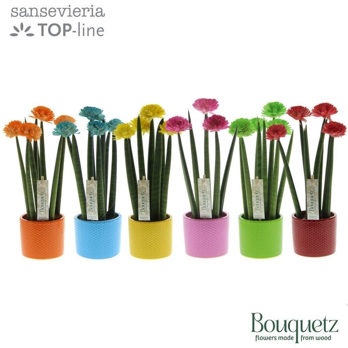 <h4>Sansevieria TOP-line Bouquetz Mix in Dots keramiek</h4>