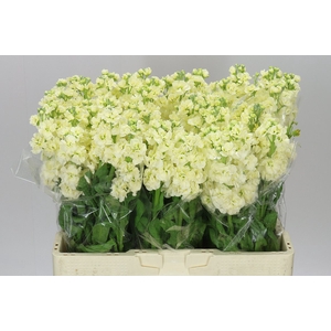 Matthiola Cream
