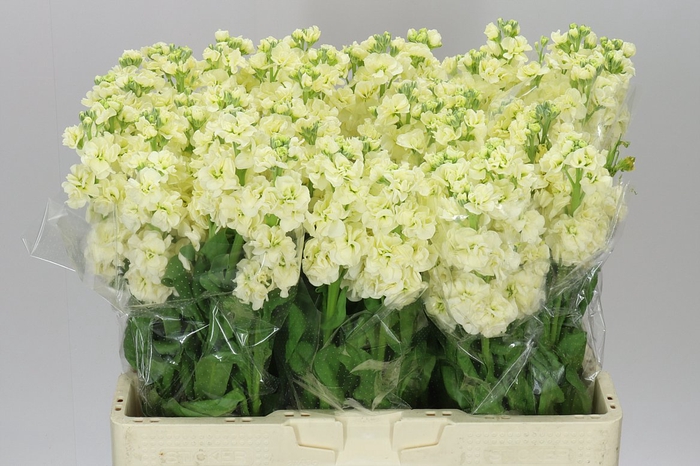 <h4>Matthiola Cream</h4>