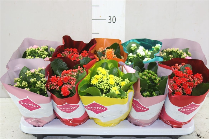 <h4>Kalanchoe Calandiva Mix A2</h4>