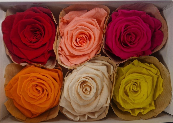 <h4>Ro Pres Classic Mix Classic</h4>