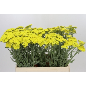 Achillea Millefolium White Beauty