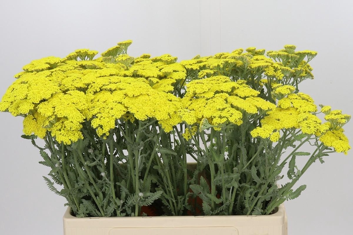 <h4>Achillea Millefolium White Beauty</h4>