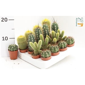 CACTUS GEM