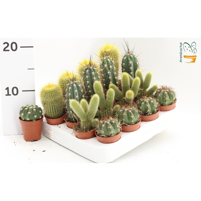 <h4>CACTUS GEM</h4>