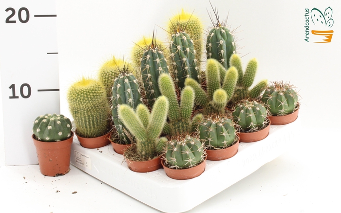 CACTUS GEM