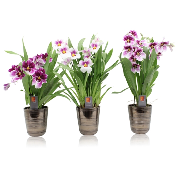 <h4>Inca Miltoniopsis 3 spike mix in kraspot bruin</h4>