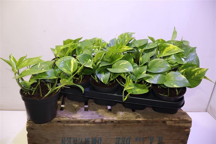 <h4>arr8 Epipr Aureum</h4>