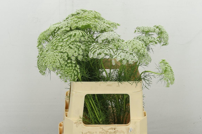 <h4>Ammi Visnaga</h4>