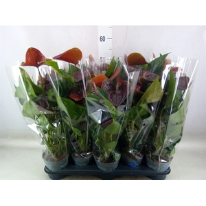Anthurium  'Black Love'
