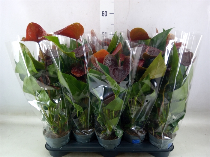 <h4>Anthurium  'Black Love'</h4>