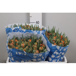 Tu Du Orange Princes