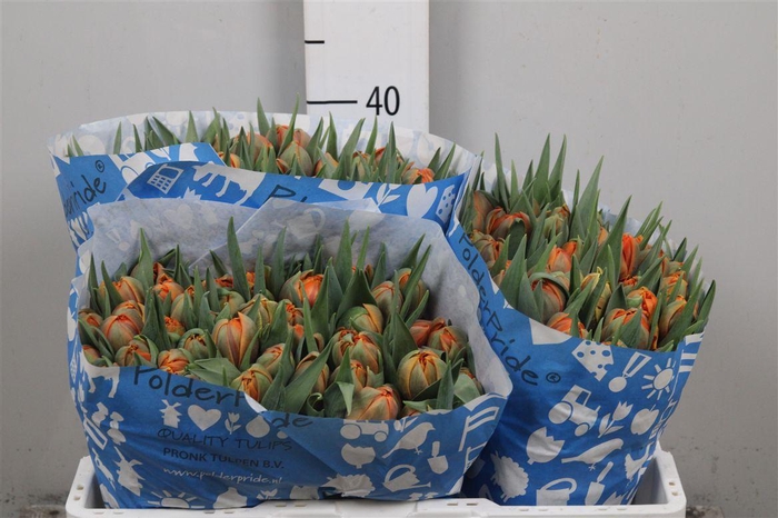 <h4>Tu Du Orange Princes</h4>