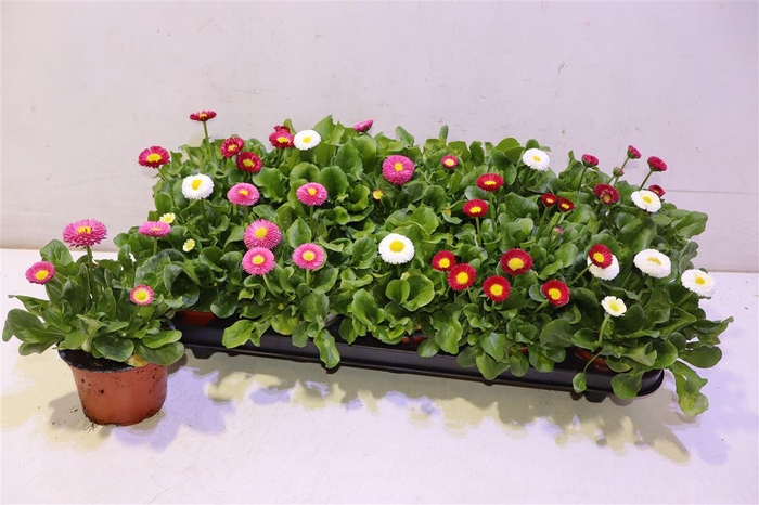 <h4>Bellis Perennis Gem</h4>