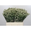 Limonium China White