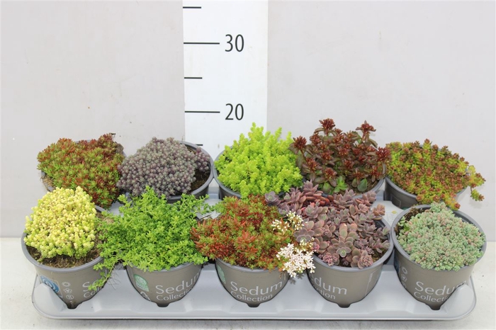 <h4>Sedum Gemengd</h4>