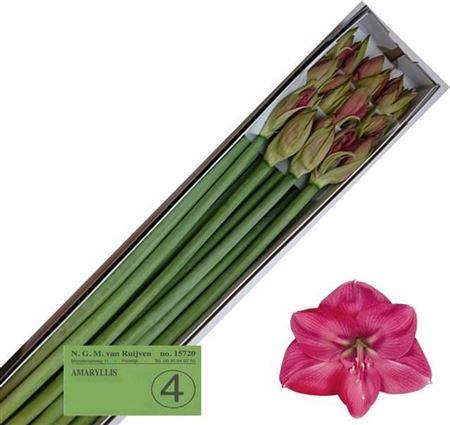 <h4>Hipp Ga Hercules</h4>