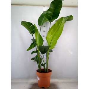 Strelitzia nicolai