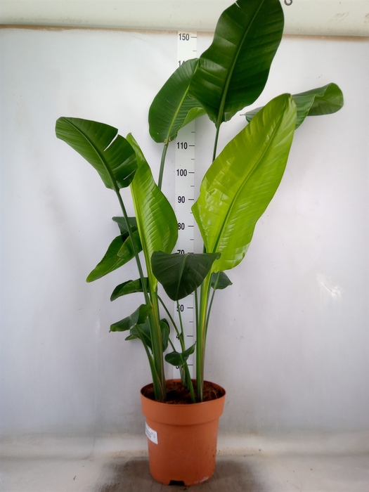 <h4>Strelitzia nicolai</h4>