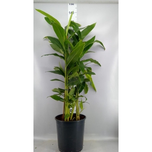 Alpinia zerumbet 'Variegata'