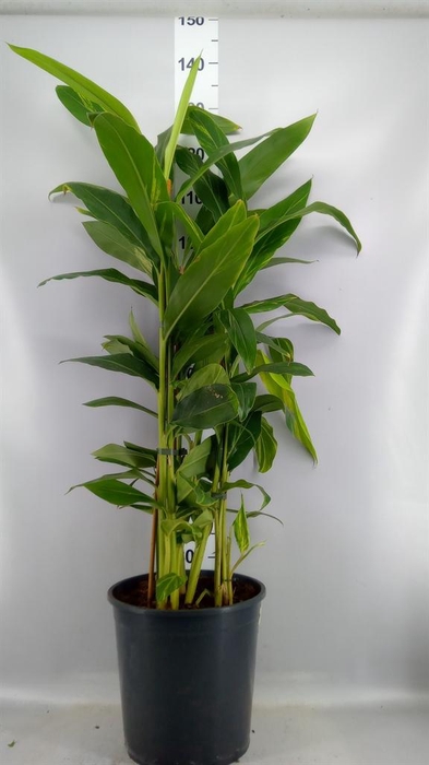 Alpinia zerumbet 'Variegata'
