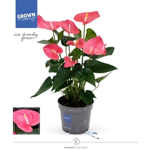 Anthurium - KARMA Maine | 17cm