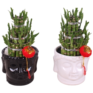 Lucky Bamboo Round 3Big in ø15cm Buddha head pot Black/White