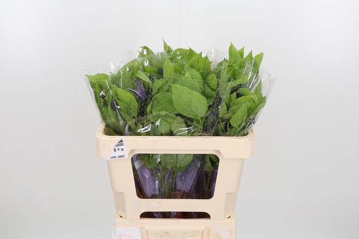 <h4>Clem Amazing Havana</h4>