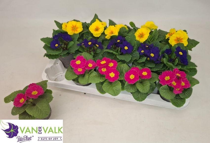 <h4>PRIM ACAULIS GEMENGD</h4>