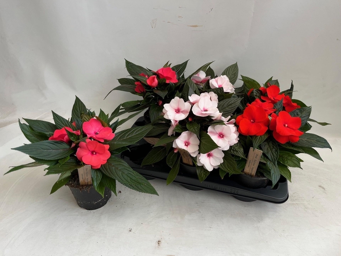 <h4>IMPAT NG GEM</h4>