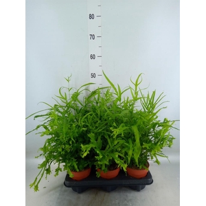 Pteris cretica 'Roeweri'