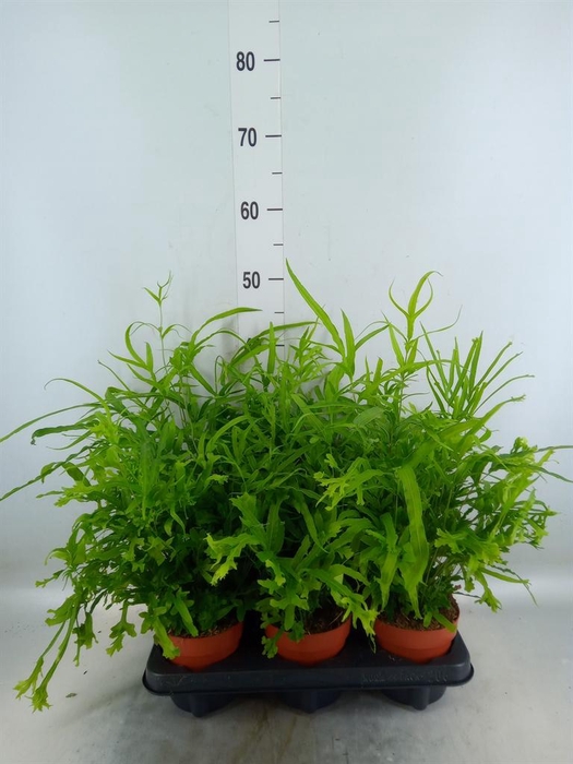 <h4>Pteris cretica 'Roeweri'</h4>