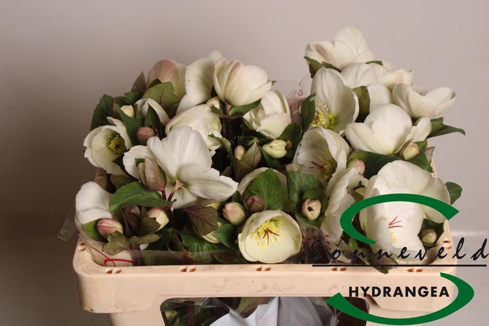 <h4>HELL AAR NORA WHITE</h4>