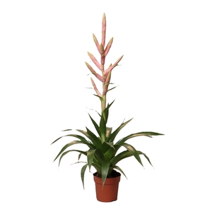 Tillandsia Dolce (Decorum)