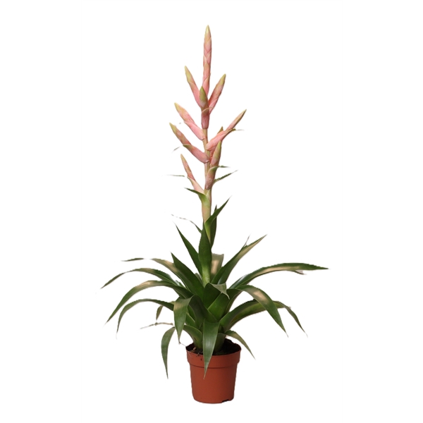 <h4>Tillandsia Dolce (Decorum)</h4>