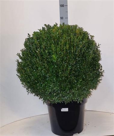 <h4>Buxu Sempervirens</h4>