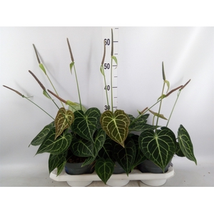 Anthurium clarinervium