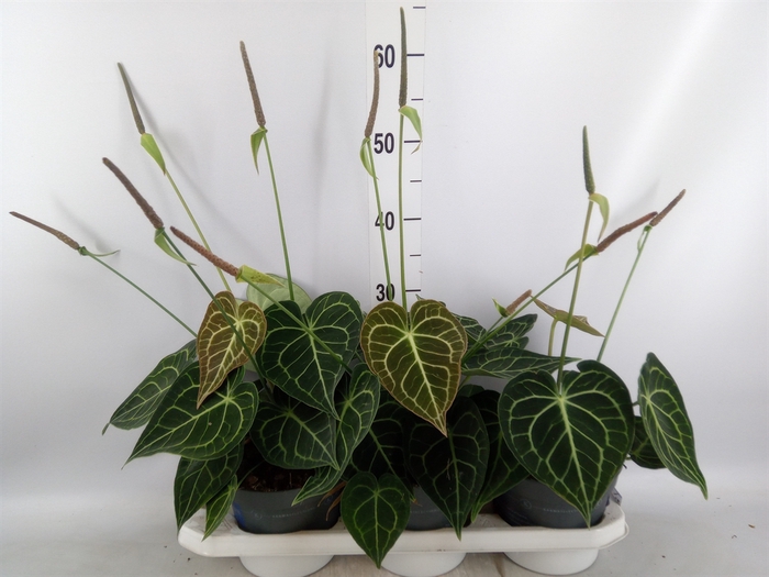 <h4>Anthurium clarinervium</h4>