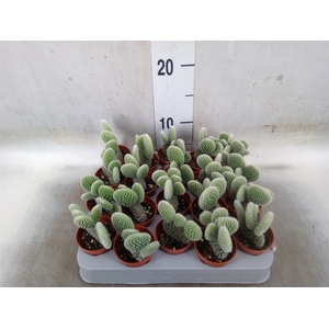 Opuntia microdasys 'Albispina'